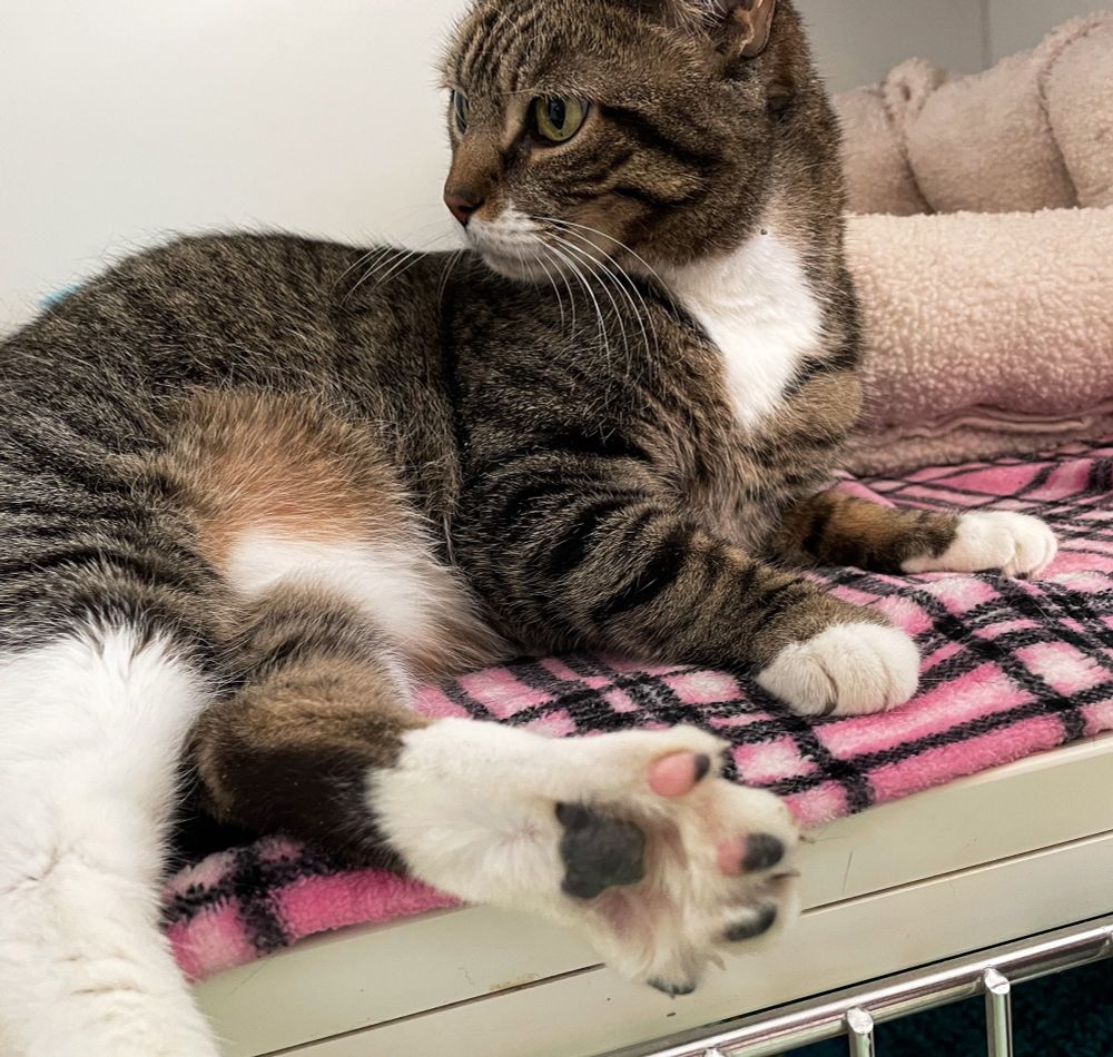 Photo of a tabby and white shorthaired cat lying on a pink plaid fleece blanket. Her toe beans are splayed out and they are pink and black.