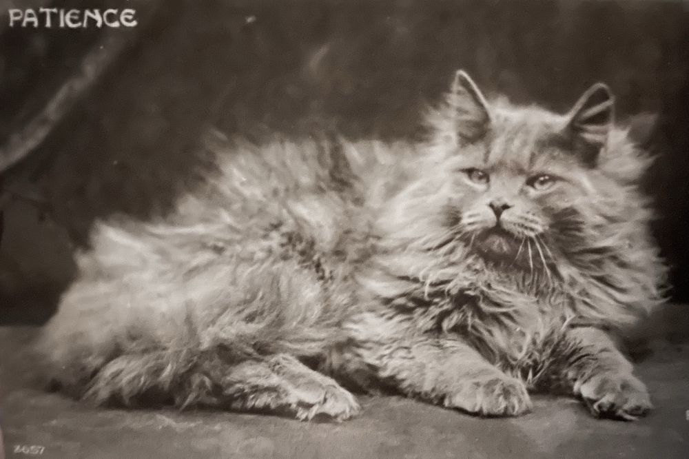 Black and white photo of a fluffy grey cat lying down for a studio portrait. The word “patience” appears in the upper left corner.