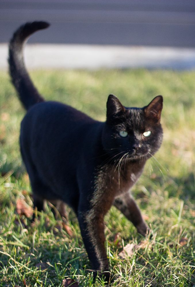 Photo of an adorable shiny black cat with green eyes standing on a green lawn.