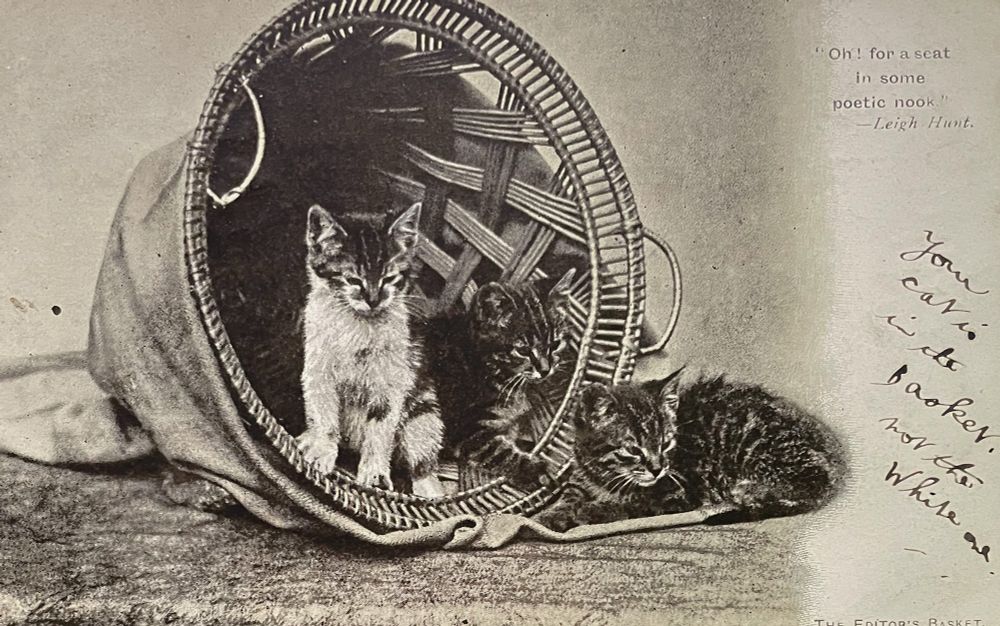 Black and white photo of three kittens posing with a large basket. There’s a white and tabby kitten and a tabby kitten inside the basket and another tabby kitten lying on the table beside them. Text printed on the top right says “oh for a seat in some poetic nook” credited to Leigh Hunt. Cursive writing on the right reads “your cat is in the basket not the white one.” Printed text at the bottom right says “the editor‘s basket.”