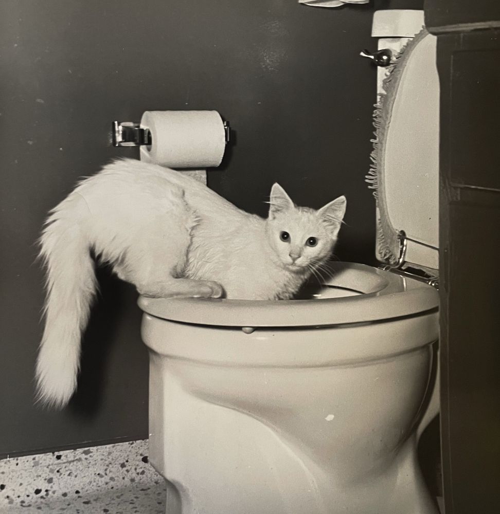 Black-and-white photo of a beautiful medium haired white cat, who seems to be standing with its front paws inside of a toilet bowl with the high legs up on the seat. It is looking towards the photographer as if caught in the act.