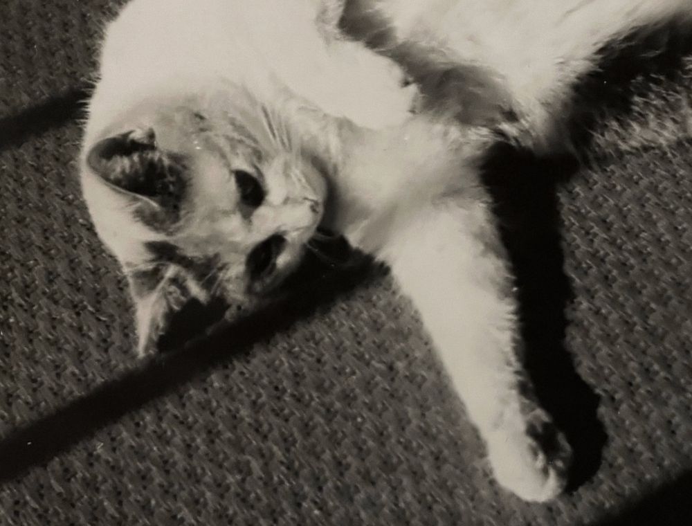 Black and white photo of a shorthaired white and tabby cat lying on her side on a carpeted floor, happily rolled halfway on her back to soak up the sun pouring in from a nearby window.