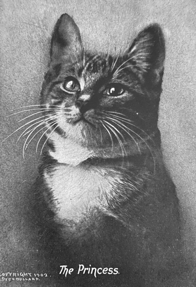 Black and white photo of a shorthaired tuxedo tabby kitten sitting up for a studio portrait. It looks a bit like a drawing because some details have been enhanced and added by hand. Text at the bottom says “The Princess”.