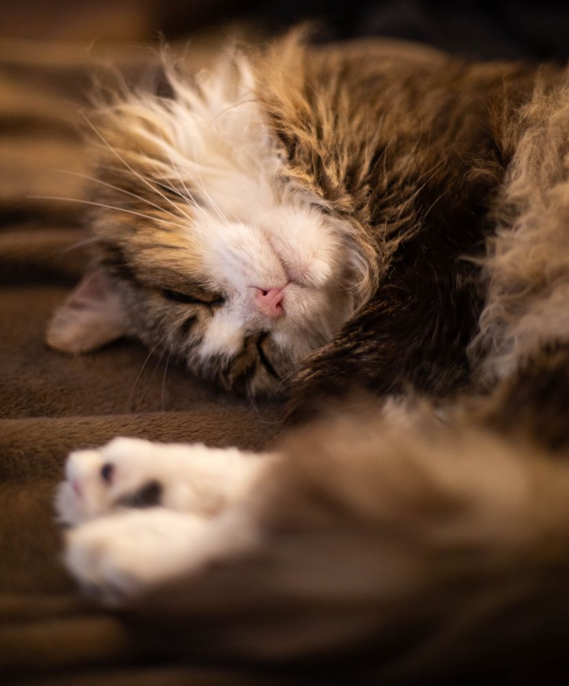 Photo of my longhaired brown tuxedo tabby cat Fergus. He's sleeping on a brown velvet blanket, lying on his side with his head tilted upside down. 