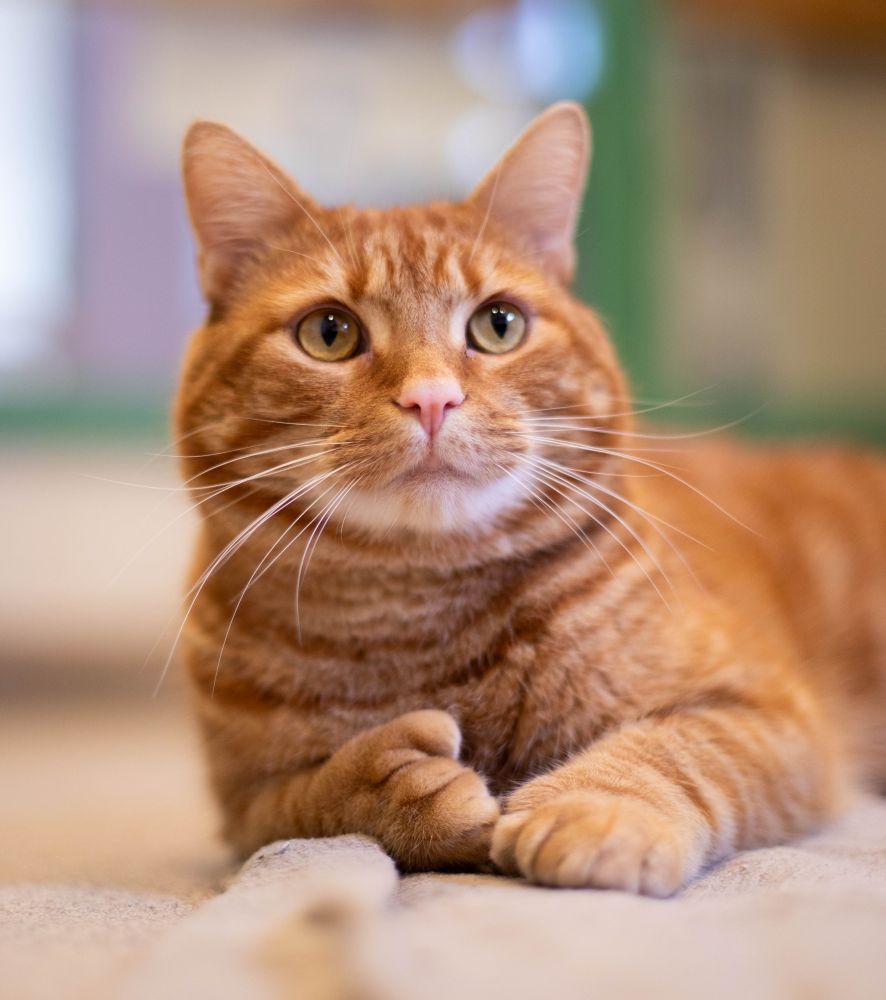 Photo of a stunning shorthaired orange tabby cat sitting up looking handsome. You can see a little thumb on one of his polydactyl paws.