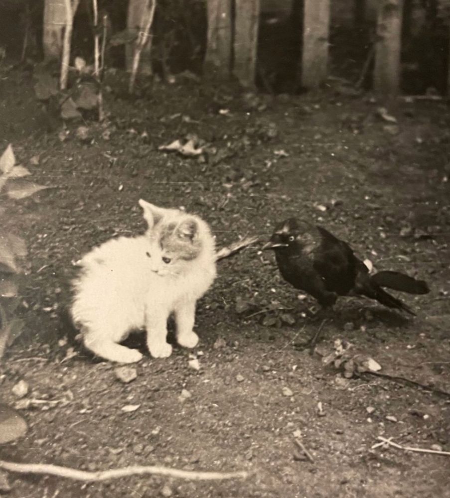 A small tabby and white kitten and black bird, likely a jackdaw, standing together in a dirt yard, looking to the left. They seem relaxed and at ease with each other.