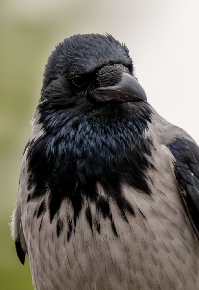 Portrait of a hooded crow.