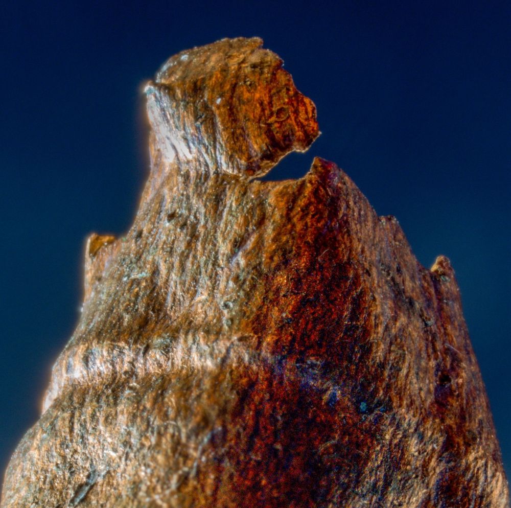 Stack of 50 images processed in Helicon Focus 8.