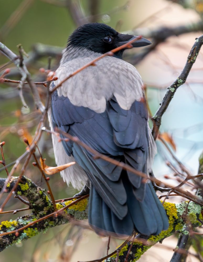 Hooded crow, looking over its shoulder.