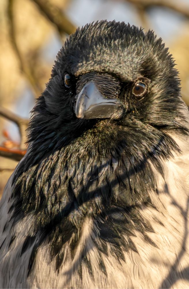 Close up of a hooded crow, good amount of sunlight with some shadows mixed in.
