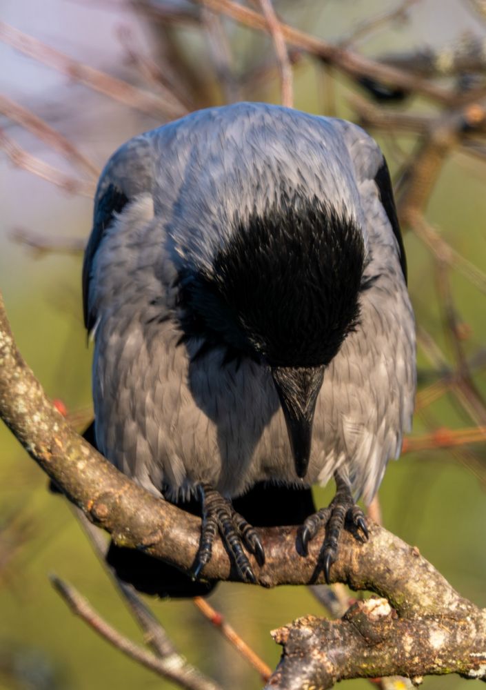 A hooded crow looking down.