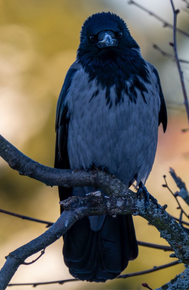 Cool looking shot of a hooded crow, looks like a premium postcard or something.
