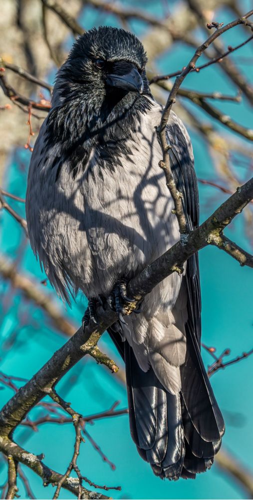Hooded crow on a branch, sky is a neony-minty colour.