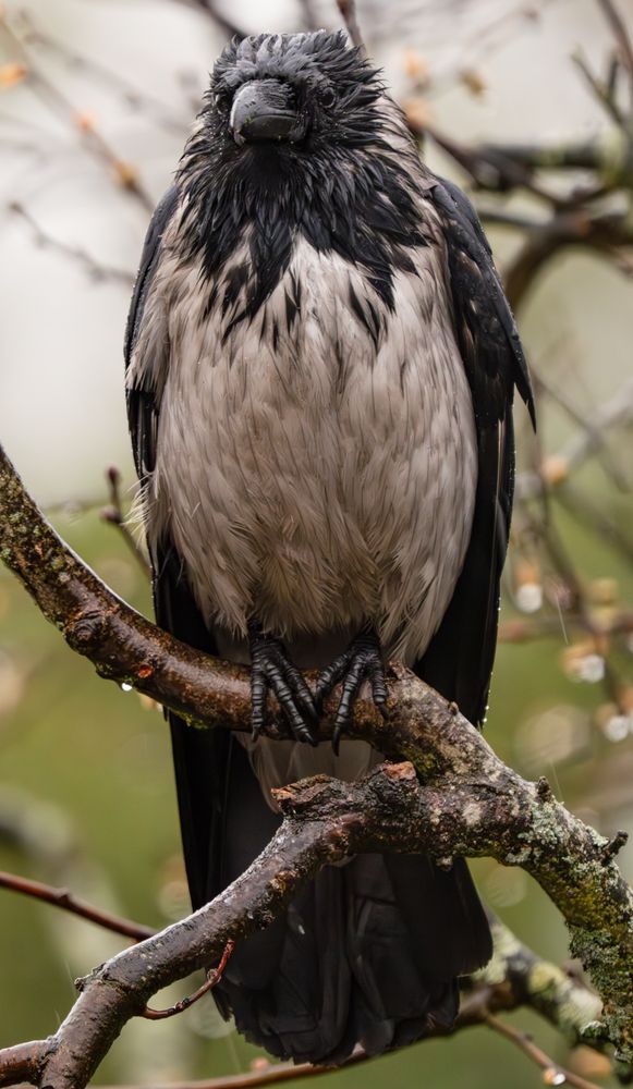 Hooded crow, absolutely drenched from being out in the rain.