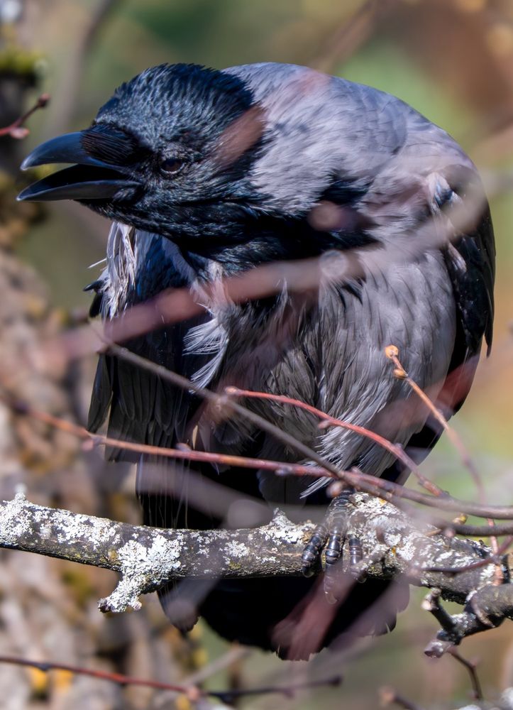 Hooded crow REALLY enjoying some scratches.