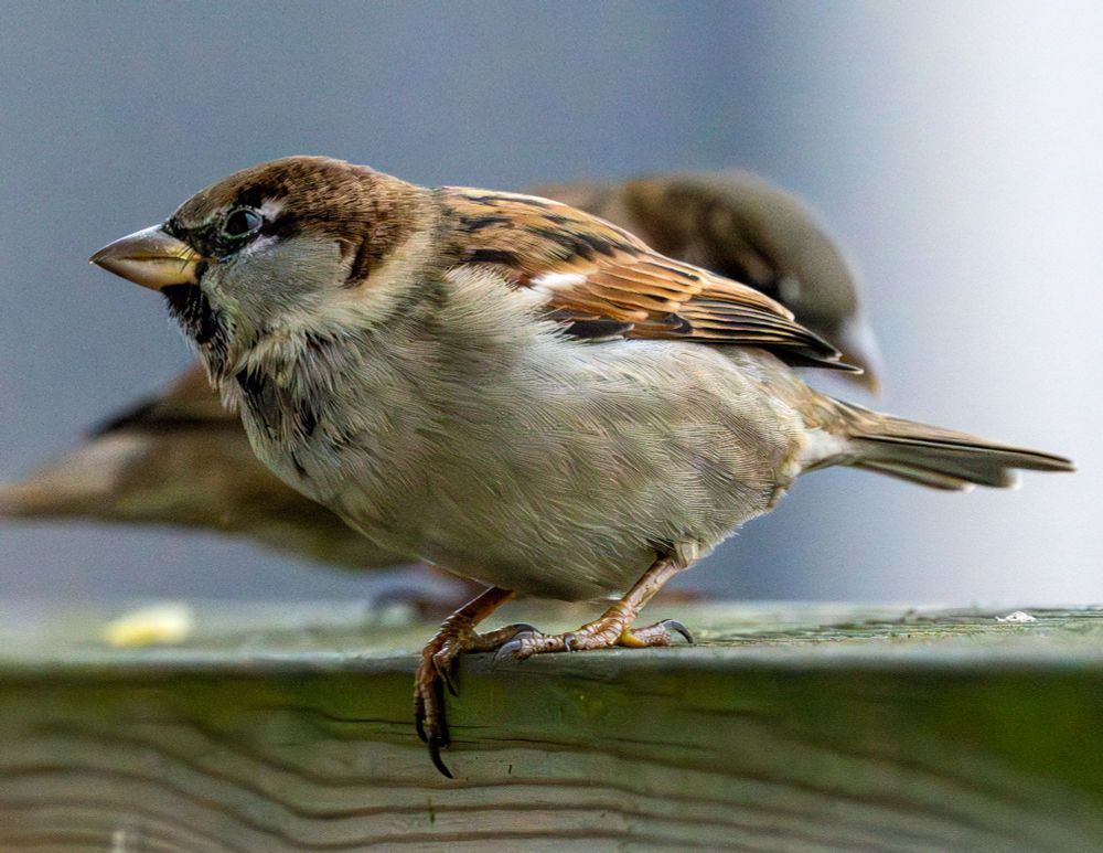 A house sparrow checking out a fistful of dehydrated vegetable bits and a tiny slice of pizza, the bird looks like it's squinting with suspicion.