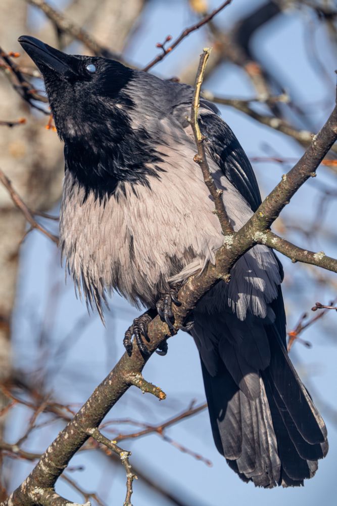 Hooded crow mid-caw.