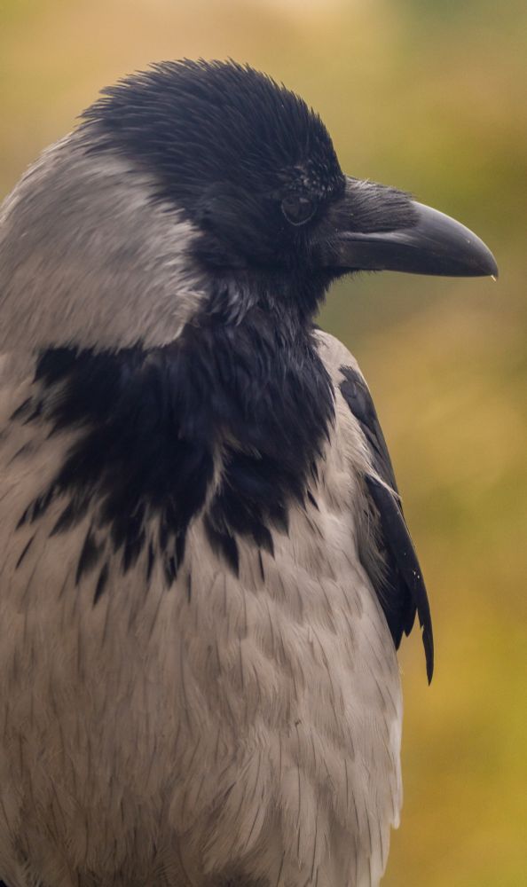 Hooded crow, really-really close up. It kinda looks like it has furrowed eyebrows.