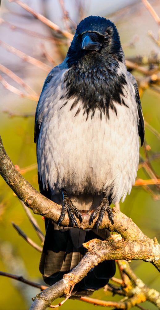 Hooded crow lit up by the sun.
