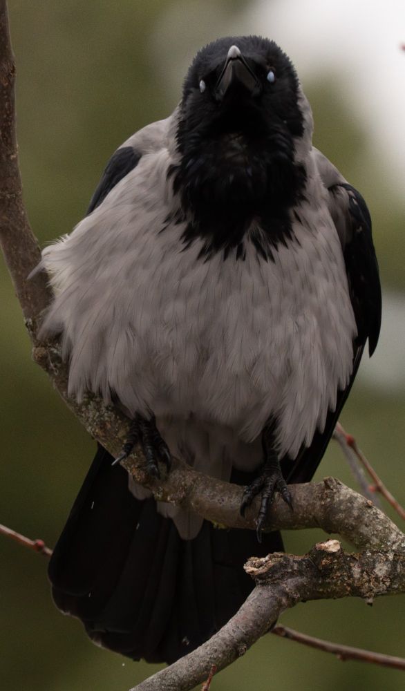 Hooded crow, sitting in a tree, looking into the camera with closed third eyelids. The theme to mortal combat softly plays in the background.