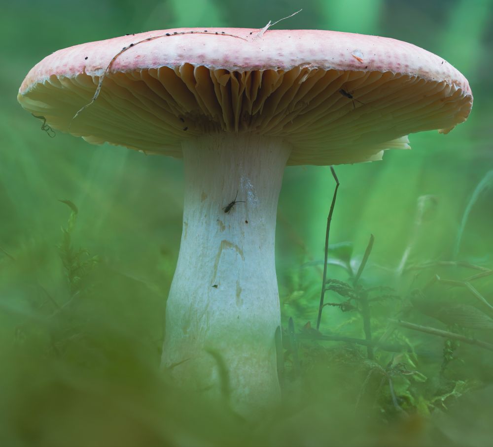 Macro shot of a mushroom.