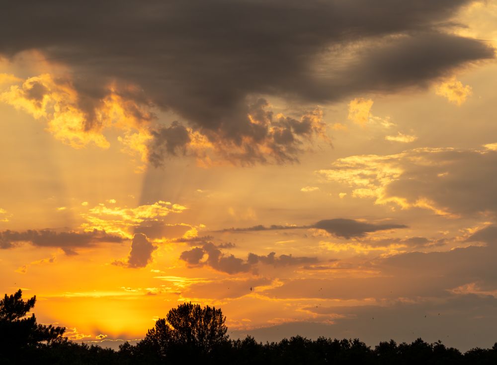 Pretty sunset, awesome cloudscape, barn swallows (Hirundo rustica).