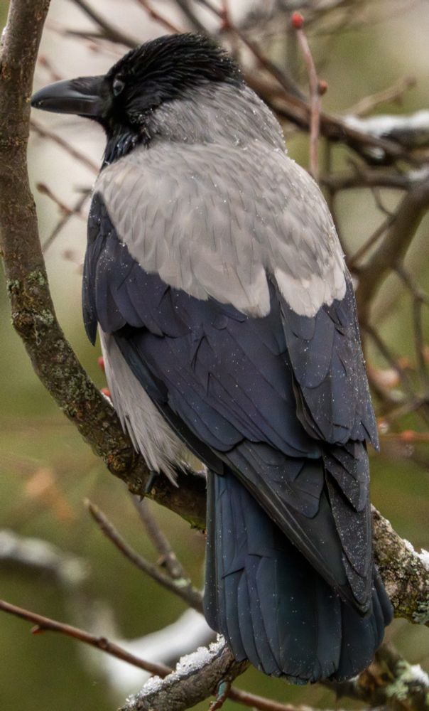 Hooded crow covered in droplets of melted snow, the crow has a shiny look.