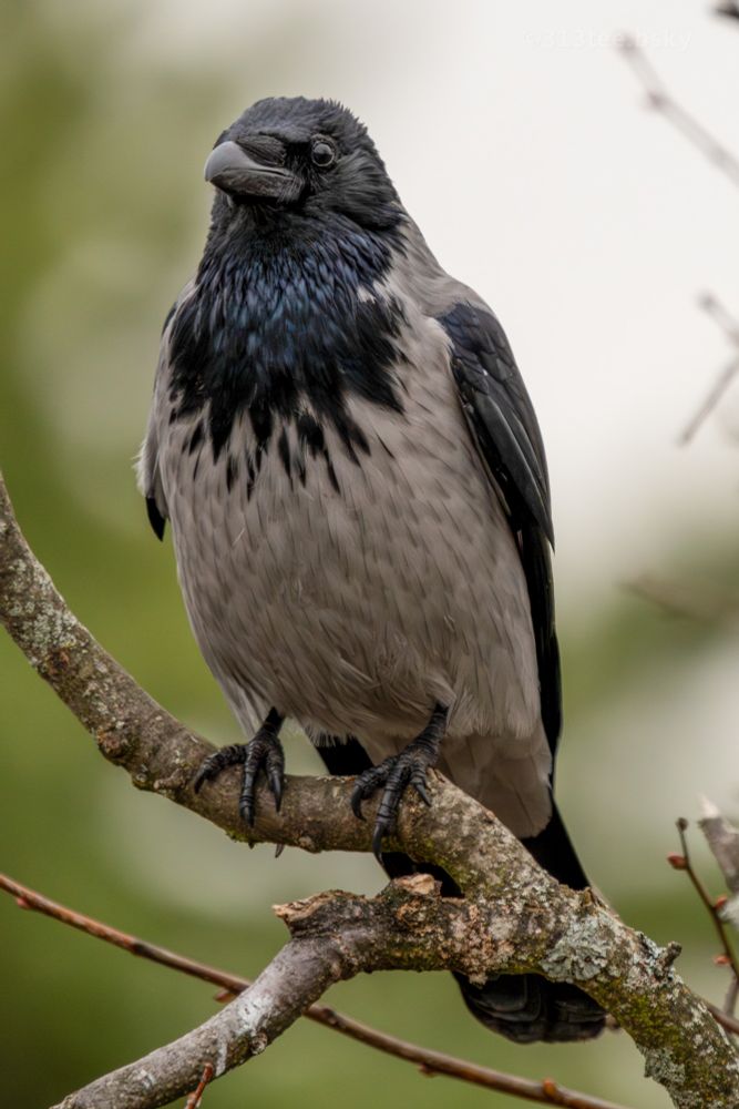 A hooded crow sitting on a branch.