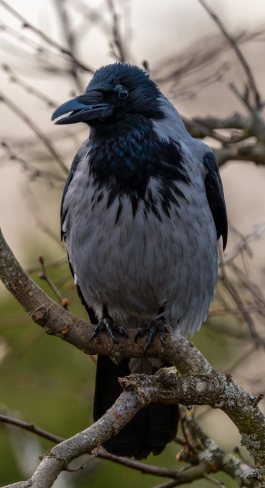 Hooded crow sitting in a tree, looking like it just delivered a joke and is now waiting for laughter. Poop on lower branch cloned out in photoshop.