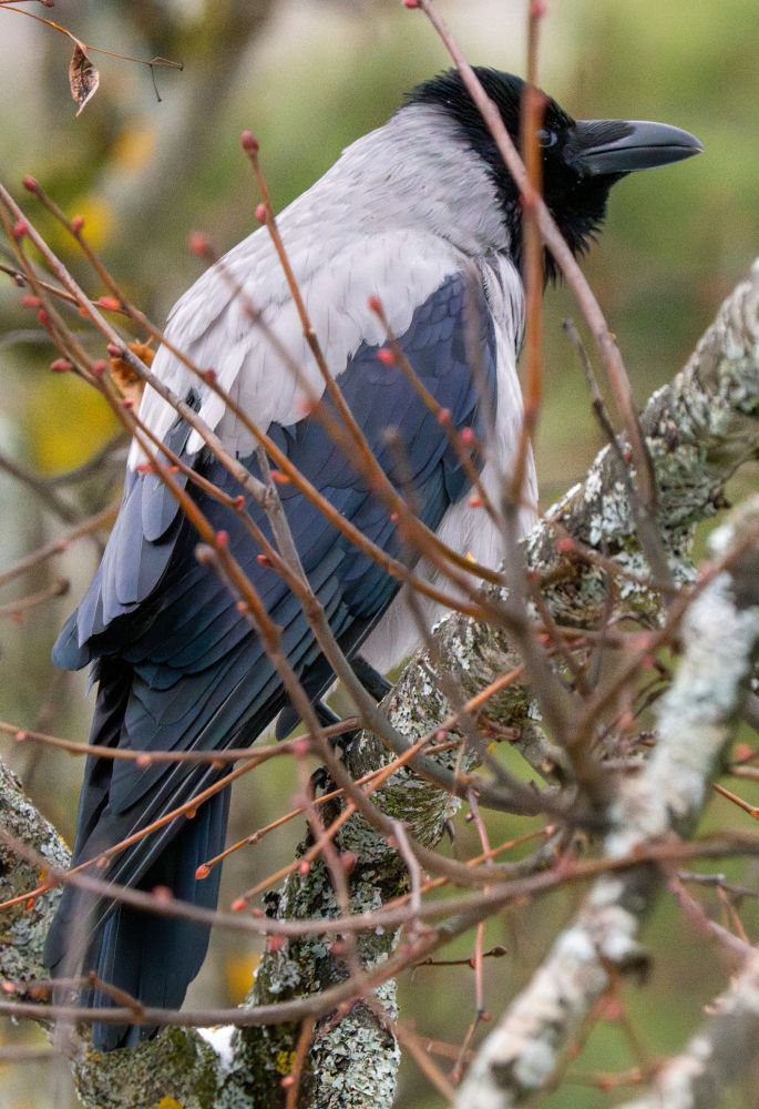 Full lenght profile shot of a hooded crow sitting in a tree. The crow has a slightly surprised look.
