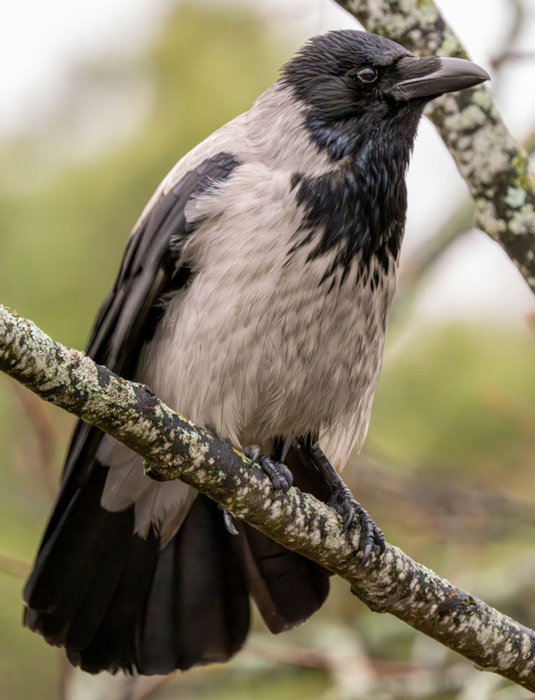 Hooded crow sitting in a tree.