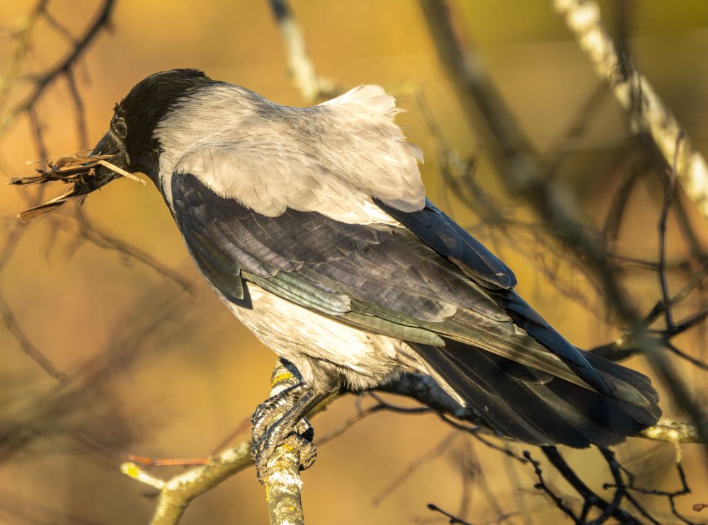 Hooded crow with a beak full of nest construction materials. 🚧 🦺