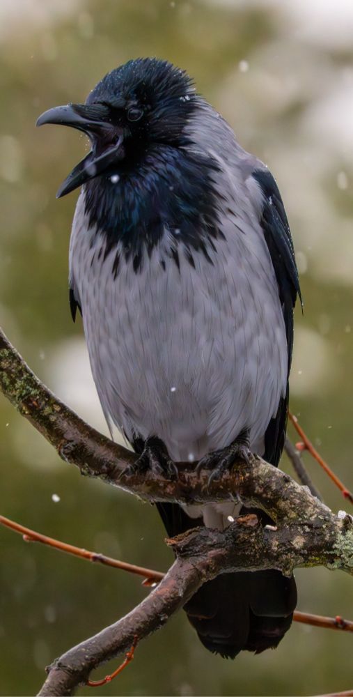 A hooded crow yawning, kinda looks like it wants to say something.