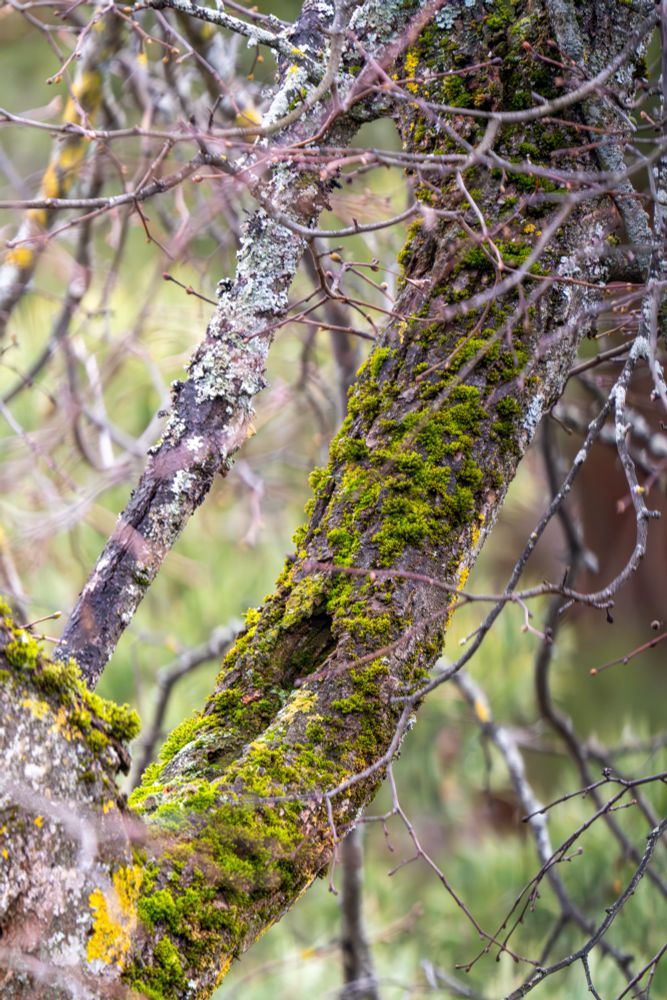 Vibrant green looking moss on a tree branch.