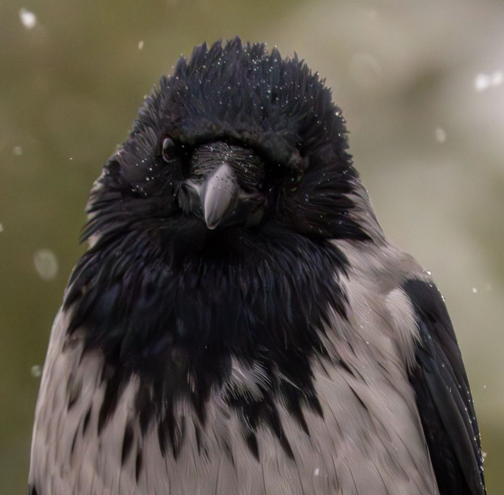 Portrait of a hooded crow looking straight at the camera.