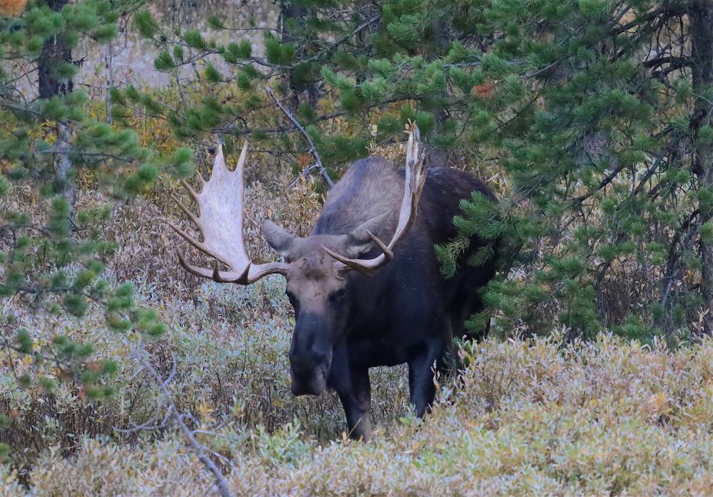 Bull moose peaking out from the forest. 