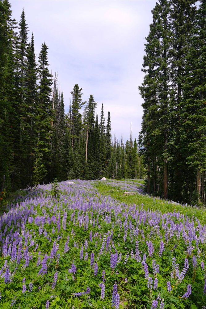 Old road disappearing off into the pine forest, filled with purple lupine.flowers. 