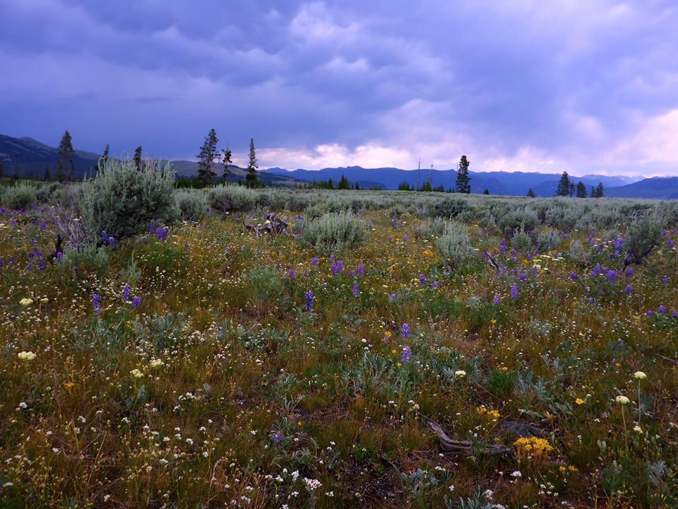 An endless field of flowers stretching off to the horizon. A nice cloud filled sky with a few trees and sage to round it off. 