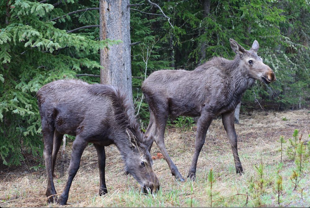 Two yearling moose in a small clearing. 
