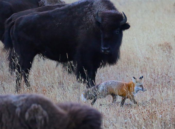 Fox sneaking through a herd of Bison in a tall grass prairie. 