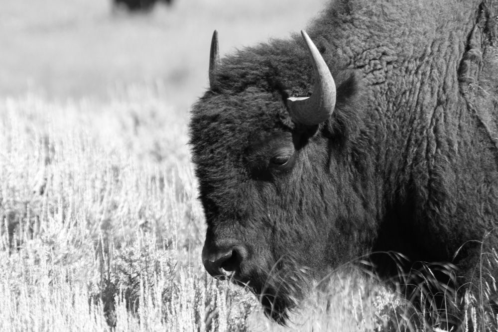 The Ansel Adams version of a Bison portrait. IE in black and white. 