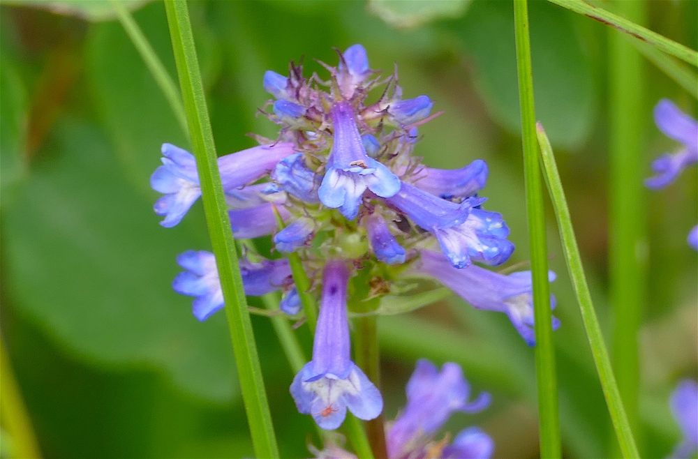 Blue flowers against a blurry green background with a few blades of grass in the forground. 