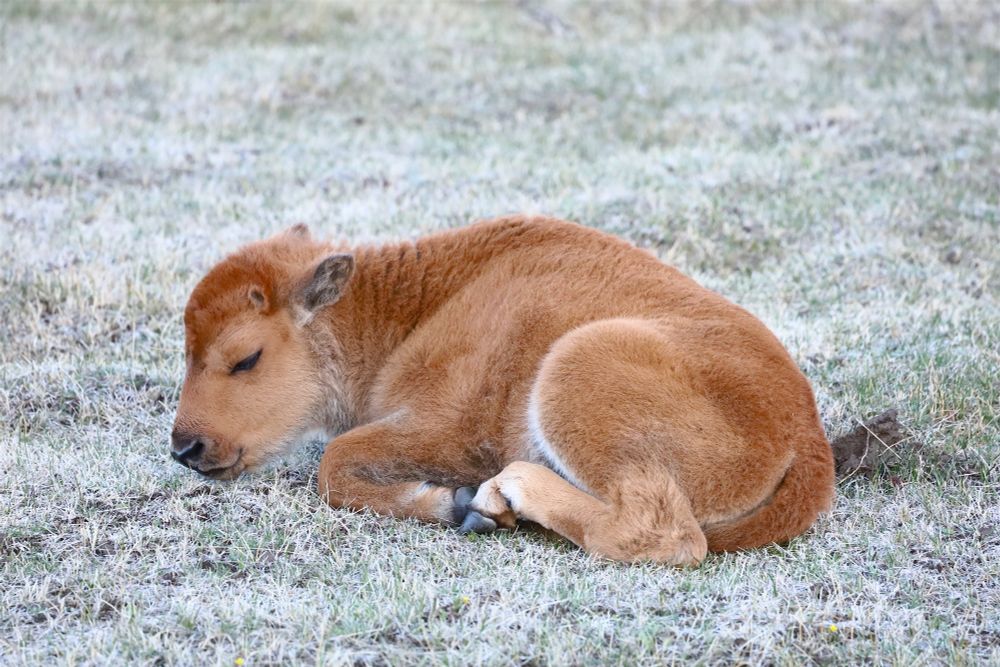 Baby bison in the short frozen grass of early spring. 