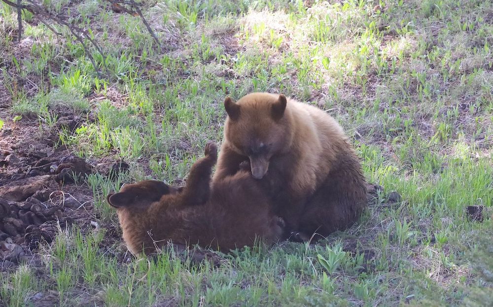 Mama bear wrestling with her cub. She's got him by the rear paw, nibbling on his toes I guess. They're in spring grass with a tree on the left.