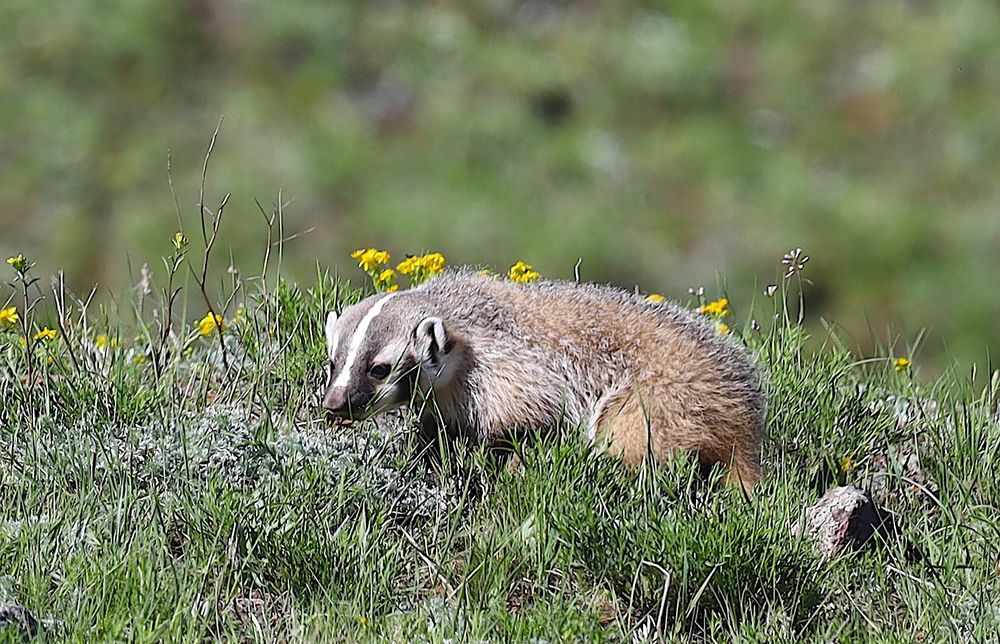 Baby badger out in the spring grass