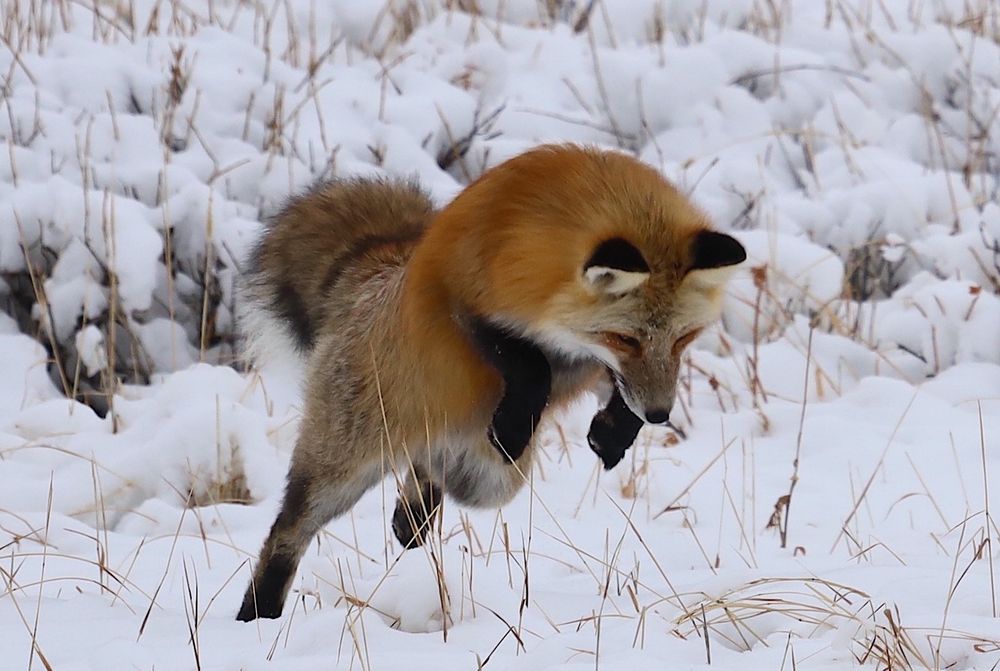 Leaping fox