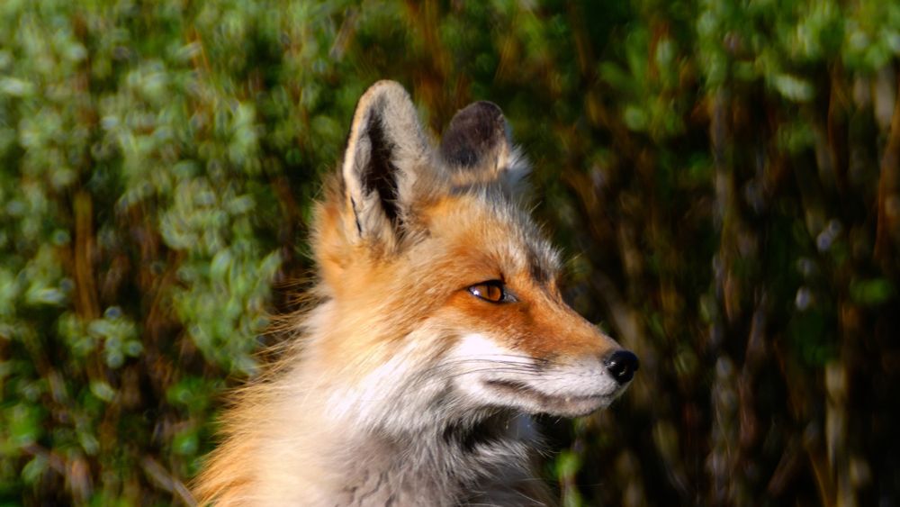 Fox looking off into the distance 