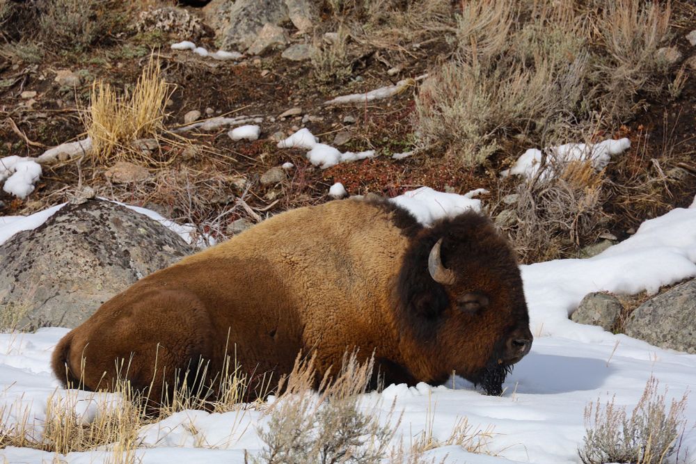 Bison laying down in the snow with some tall grass poking through and bare mountain side behind him. 