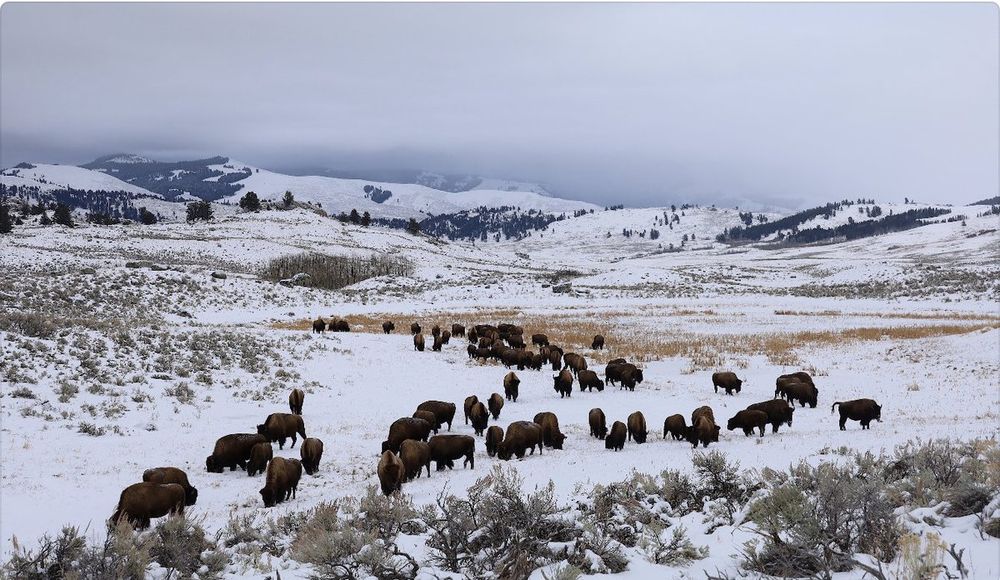  A herd of bison stretching off into the distance on a snowy prairie. 