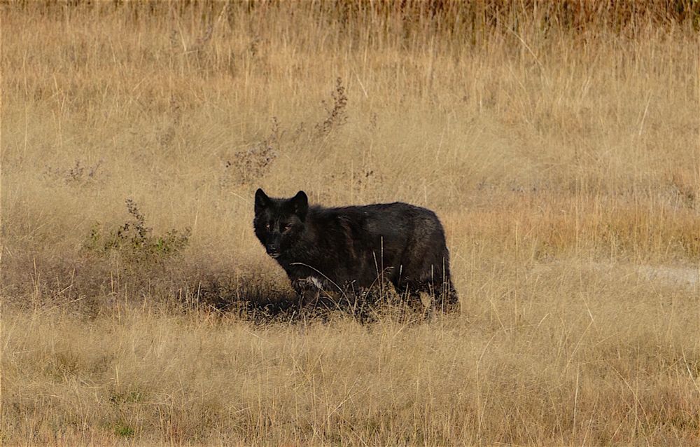 Wolf standing in a field of tall grass